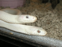 MF LEUCISTIC RATS