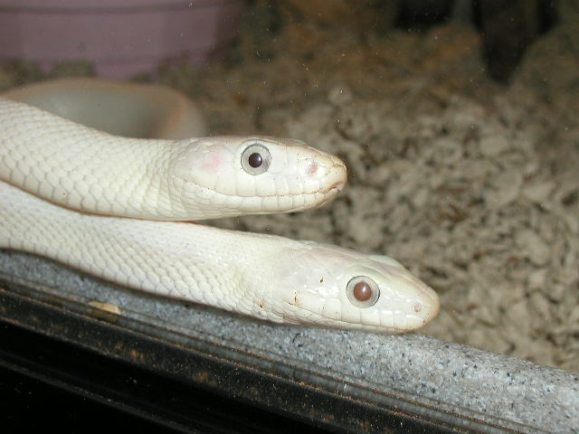 MF LEUCISTIC RATS