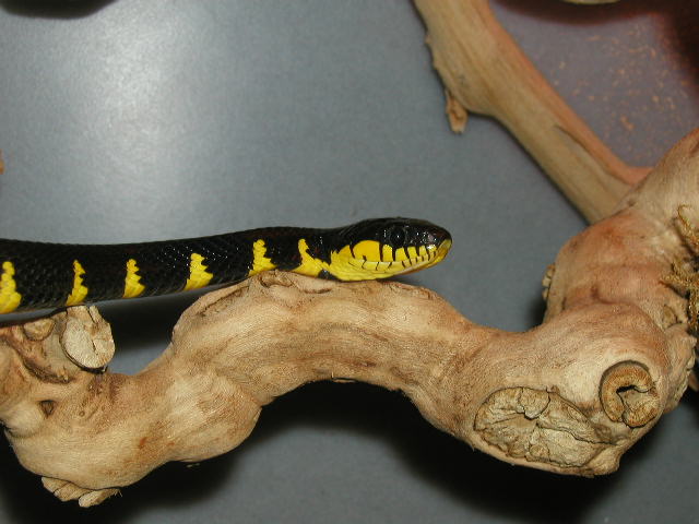 MALE MANGROVE JUV