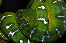 etb at zoo