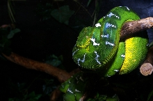 etb at zoo2