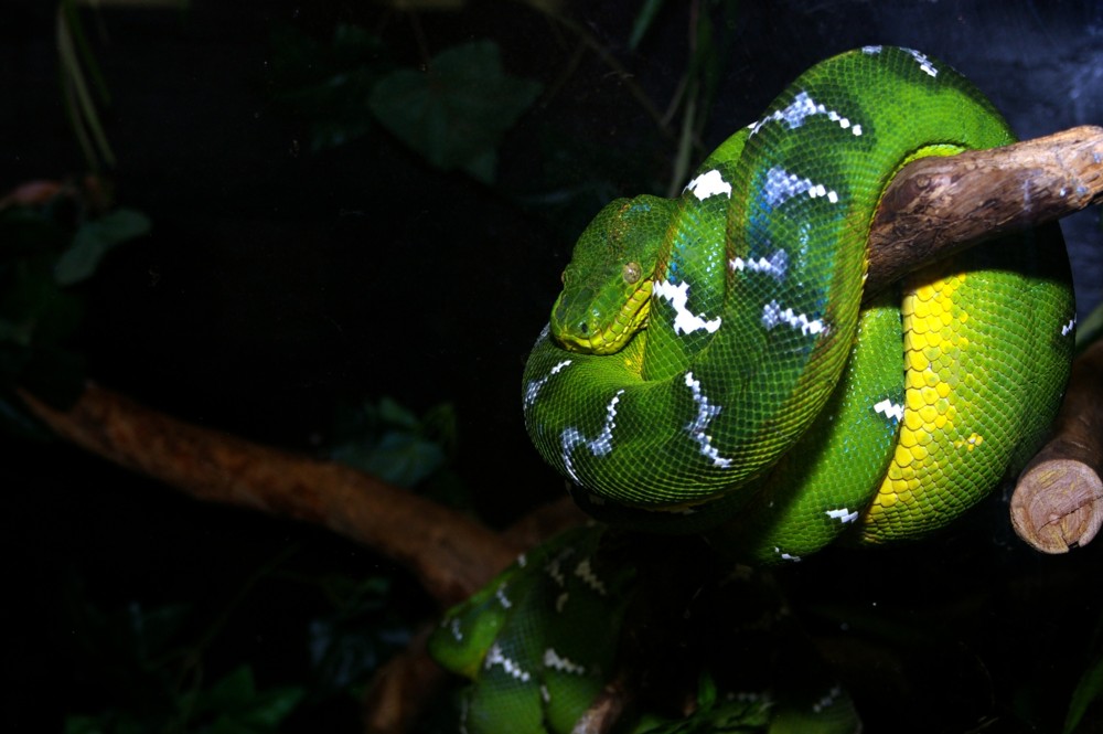 etb at zoo2