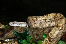 Boa at Pensacola zoo
