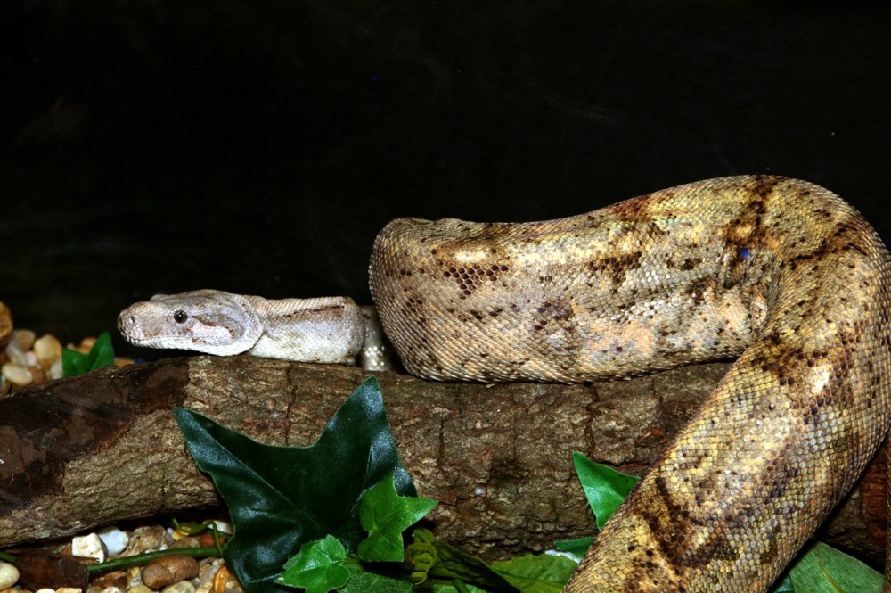 Boa at Pensacola zoo