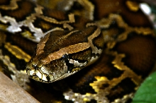 Burm at zoo