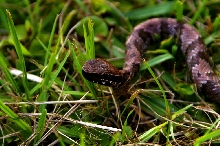 cottonmouth1