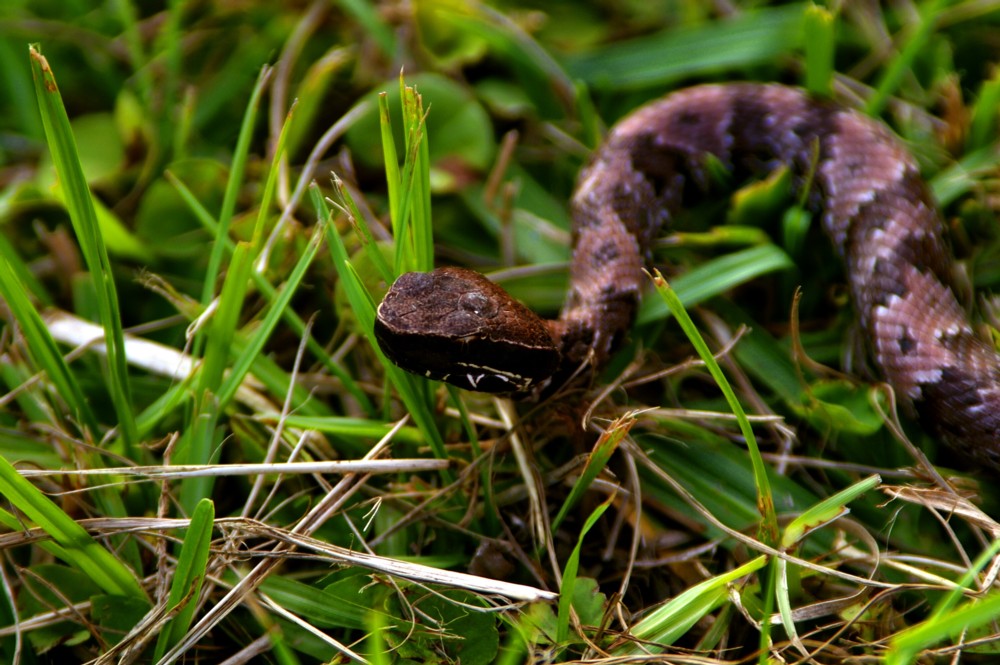 cottonmouth1