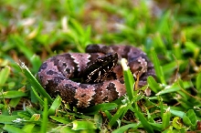 cottonmouth2
