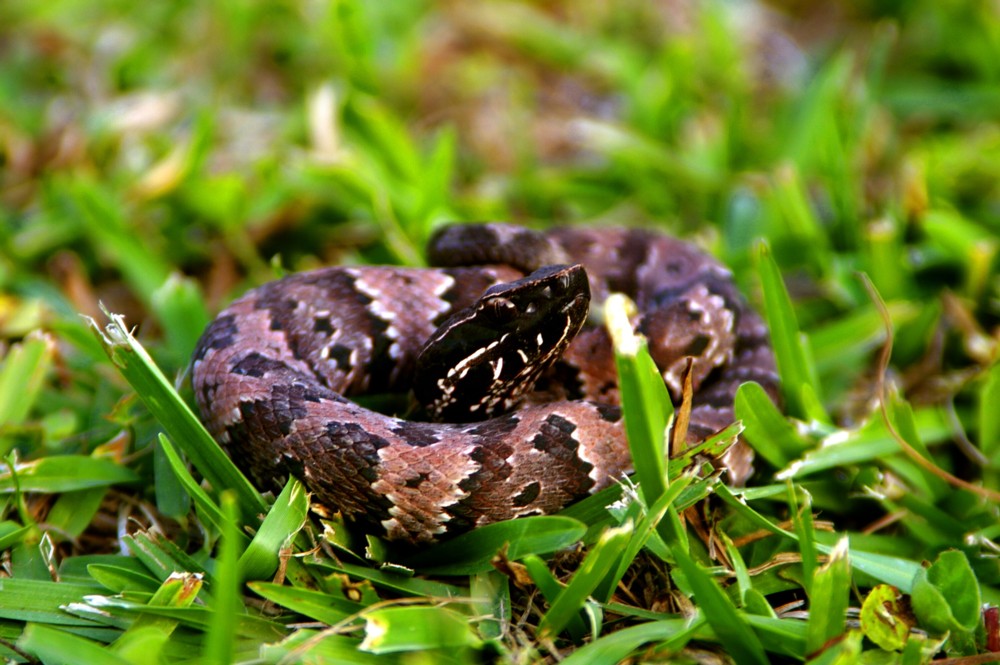 cottonmouth2