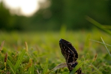 cottonmouth3