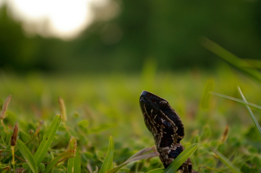 cottonmouth3