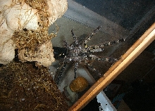 P. Regalis