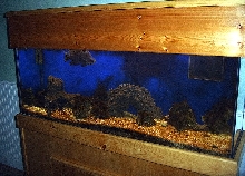 55 gallon saltwater