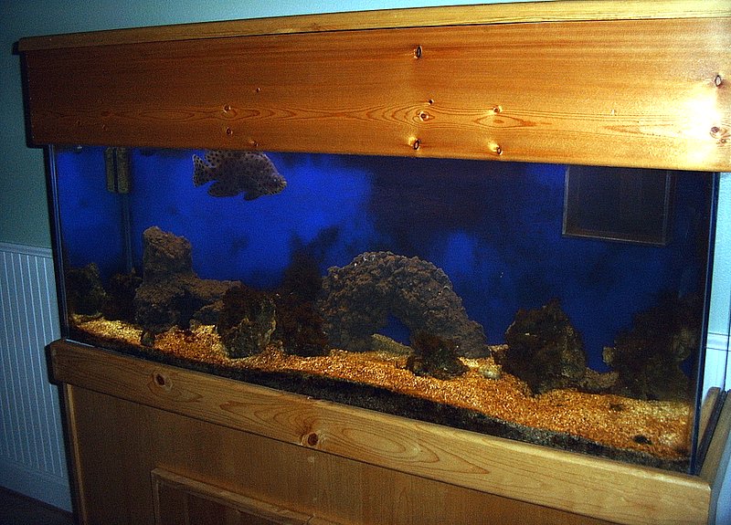 55 gallon saltwater