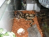 python regius