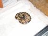 is this a normal ballpython ore not?