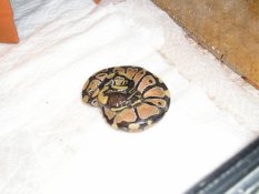 is this a normal ballpython ore not?