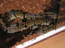 female regius