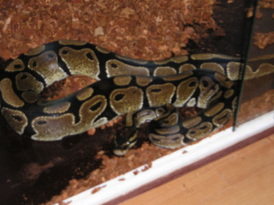 female regius