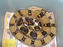 jungle boa