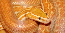 Hypo House snake