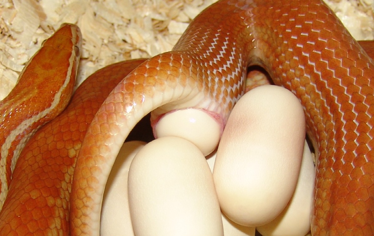 T  albino housesnake