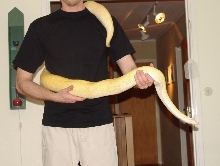 One of my Burmese from 2004