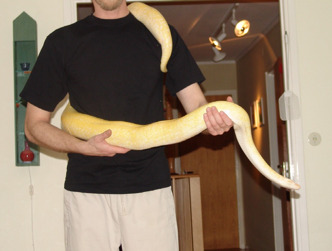 One of my Burmese from 2004