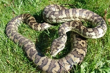 The male from my Axanthic-sibblingspair