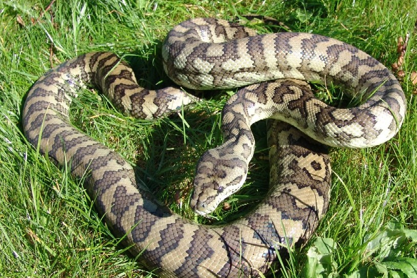The male from my Axanthic-sibblingspair