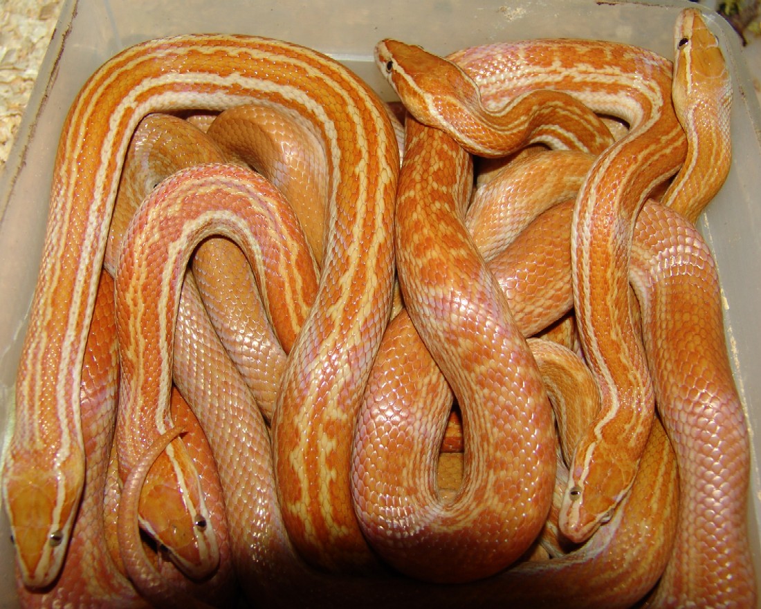 A box loaded whith ( T  / Hypo) ?? housesnakes