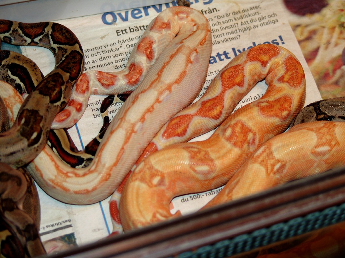 albino sibbs 2007