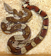 redtail male