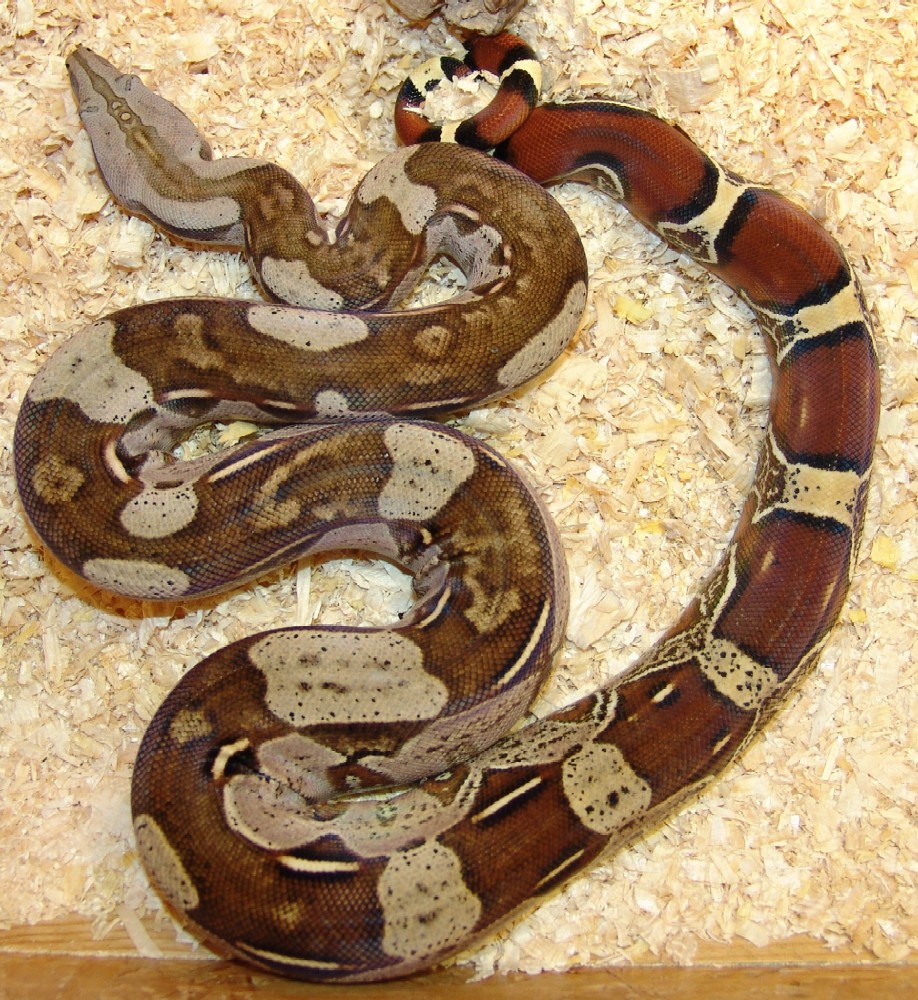 redtail male