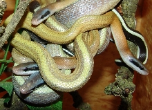 Elaphe.taeniura.ridleyi