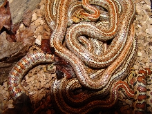 elaphe situla