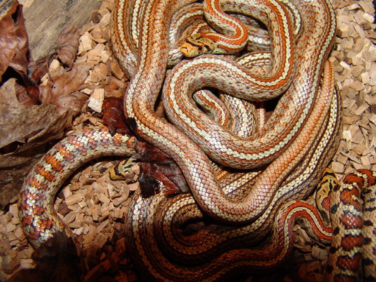 elaphe situla
