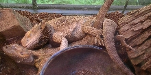 Mating?