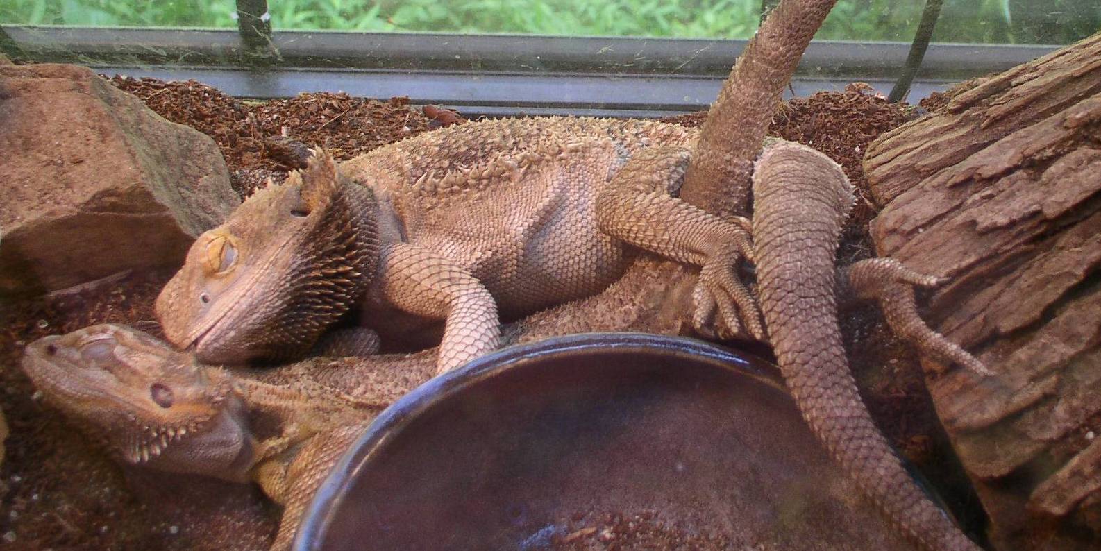 Mating?