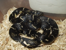 wcgetula.?_5