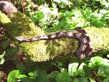 on a mossy tree