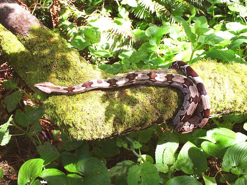 on a mossy tree