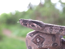 Hermes, a portrait in pink