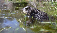Bufo americanus