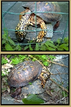 Attack Turtle