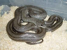 Pattern Less climacophora Female