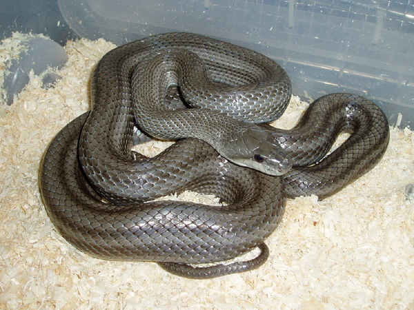 Pattern Less climacophora Female