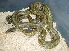 Pattern Less climacophora male