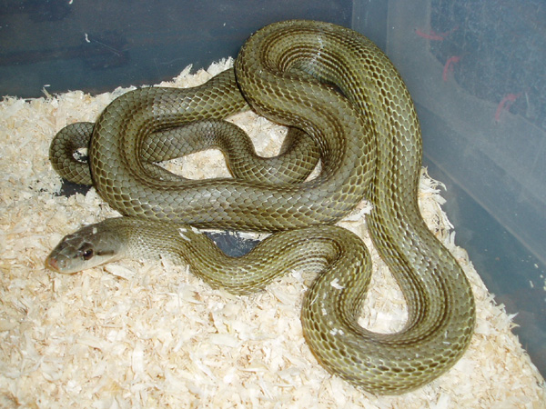 Pattern Less climacophora male