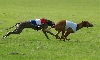 Pharaoh Galgo coursing